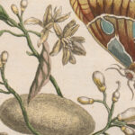 10 mitos comunes sobre Aries que debes conocer y desmentir