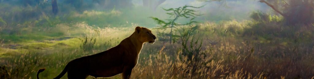 como los leo eligen su camino en la vida y que los guia