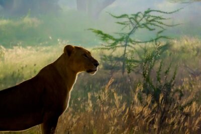 como los leo eligen su camino en la vida y que los guia