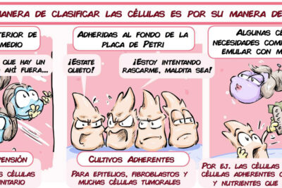 que pasos seguir para desatar el potencial de un libra
